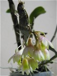 Dendrobium lamellatum3.jpg
