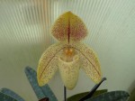 Paphiopedilum concolor var. striatum.JPG