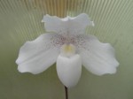 Paphiopedilum niveum.JPG