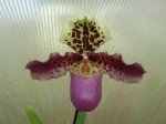 Paphiopedilum henryanum.JPG