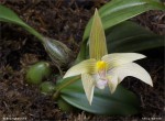 web.bulbophyllum.lobii.habitus.jpg