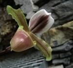 Paph.jpg