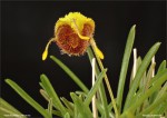 web.masdevallia.erinacea.jpg
