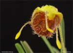 web.masdevallia.erinacea.detail.txt.jpg