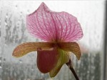 Paphiopedilum charlesworthii5.jpg