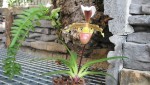 Paph.1.jpg