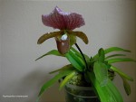 Paphiopedilum charlesworthii7.jpg