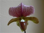 Paphiopedilum charlesworthii9.jpg