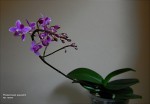 Phalaenopsis equestris2.jpg