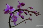 Phalaenopsis equestris6.jpg
