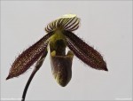 web.paphiopedilum wardii.det..txt.jpg