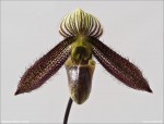 web.paphiopedilum wardii.det.IItxt.jpg