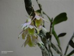 Dendrobium lamellatum5.jpg