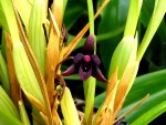 Kopie - Maxillaria variabilis.jpg