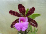 Cattleya aclandiae6.JPG