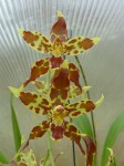 Odontoglossum cristatellum JPG.JPG