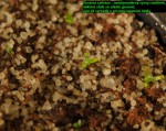 PB152170.jpg