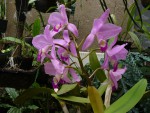 Kopie - orchideje 1373.jpg