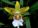 Kopie - orchideje 1379.jpg
