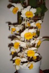 dendrobium thyrsiflorum.jpg