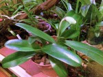 paph.Katherine Janson.jpg