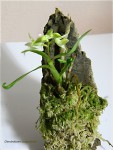 Dendrobium cuspidatum1.jpg