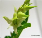 Dendrobium cuspidatum3.jpg