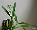 Encyclia bulbosa1.jpg