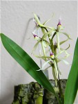 Encyclia bulbosa3.jpg