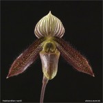 web.paphiopedilum wardii.det.final.cut.jpg