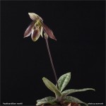 web.paphiopedilum.wardii.habitus.final.cut.jpg