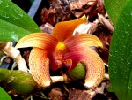 Bulbophyllum sumatranum.jpg