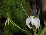 web.masdevallia.tovarensis.detail.txt.jpg