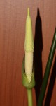 Amorphophallus coaetanus_a_resize.jpg