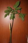 Amorphophallus coaetanus_c_resize.jpg