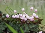 Cyclamen hederifolium Gardiki_a resize.jpg