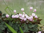 Cyclamen hederifolium Gardiki_a resize.jpg