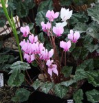 Cyclamen hederifolium Pantokrator jiny_b resize.jpg