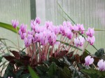 Cyclamen hederifolium Pantokrator_a resize.jpg