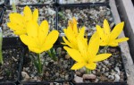 Sternbergia vlevo lutea_vpravo sicula resize.jpg