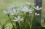 Zephyranthes candida_b resize.jpg