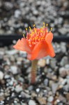 Haemanthus coccineus_a resize.jpg