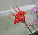 Nerine sarniensis_a resize.jpg