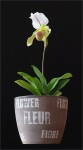 web.paph.Leeanum.jpg