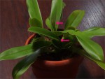 web.paph.Leeanum.jpg