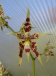 Odontoglossum gloriosum.JPG