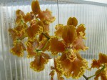 Oncidium forbesii.jpg