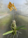 Oncidium forbesii - rostlina JPG..JPG