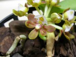 Gastrochilus acutifolius (9).JPG