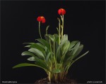 web.masdevallia.ignea.habitus.jpg